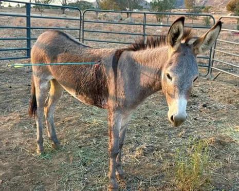 Donkey Recovering Following Newest Bow Assault on Free-Roaming Asses in the Golden State