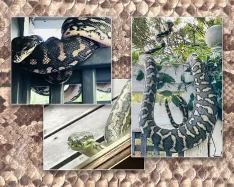 Embracing my Snakes in the Overhead Space: A Transformation from Anxiety to Fascination