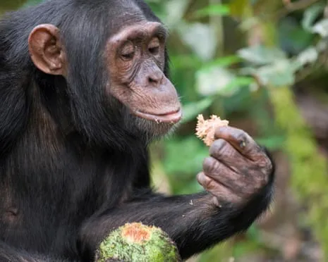 Chimpanzees Ingest Daily Ethanol Comparable to a Lager from Ripe Figs