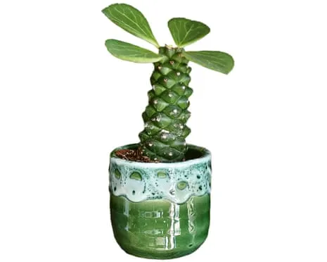 Will My Euphorbia Ever Sprout Again?